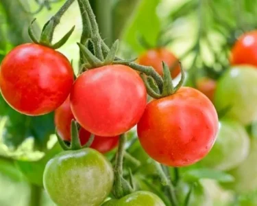 Tamator Ki Jevik Kheti Kese Kare?