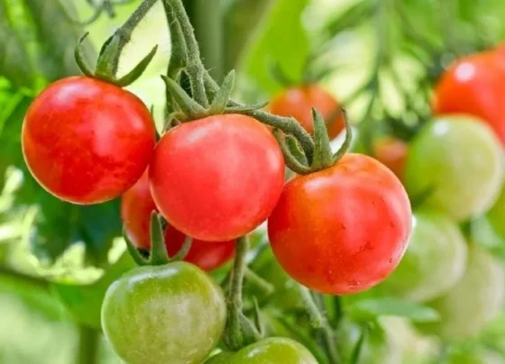 Tamator Ki Jevik Kheti Kese Kare?