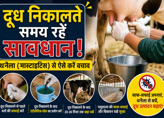 Dudh Nikalte Samay Kya Savdhani Rakhe