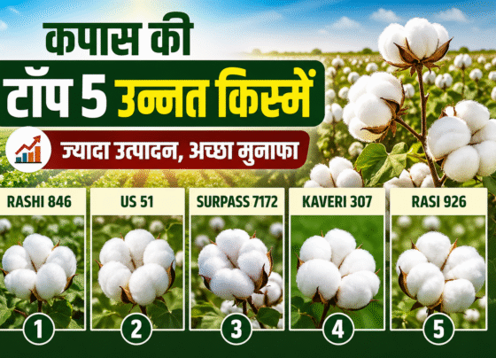 Kapas Ki Kheti Ke Liye Top 5 Variety