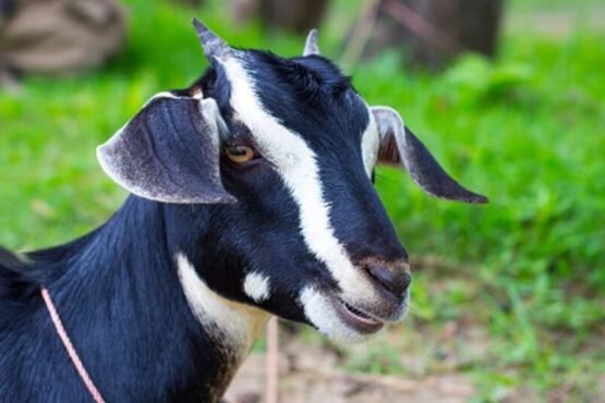 Bakari Palan Ki Top 5 Nasle