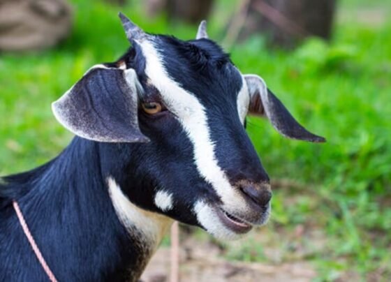 Bakari Palan Ki Top 5 Nasle