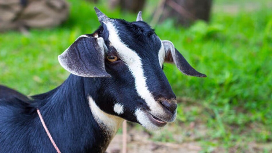 Bakari Palan Ki Top 5 Nasle बकरी पालन की टॉप 5  नस्ले