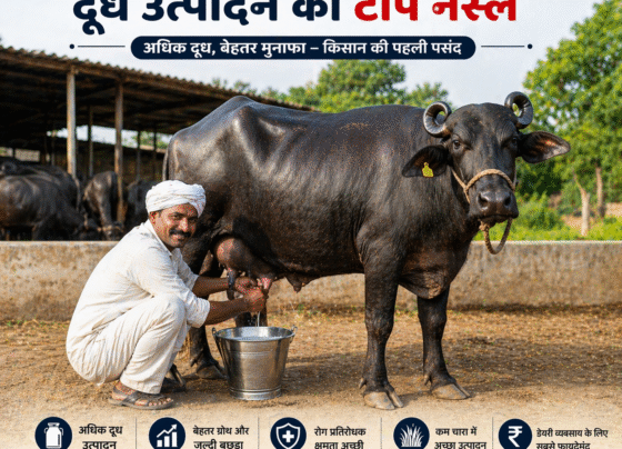 Dairy business Ke Liye Bhais Ki Top 10 Nasle