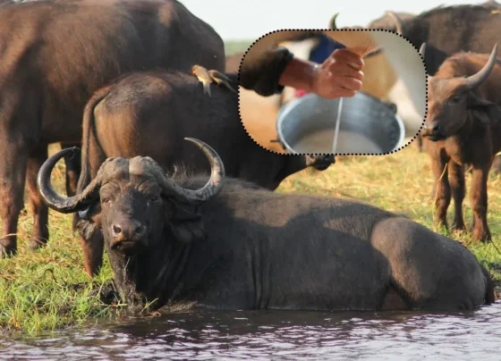 Garmi Me Pashuo Ka Kese Rkhe Dhyan