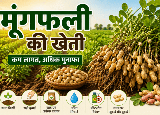 Mungfali Ki Kheti Kese Kare