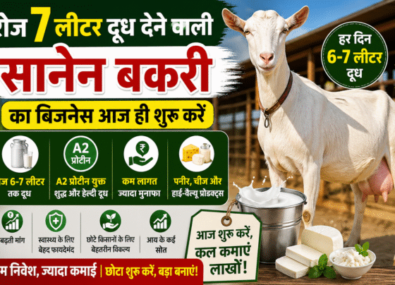 Roj 7 Lit. Dudh Dene Vali Bakari Ka Business