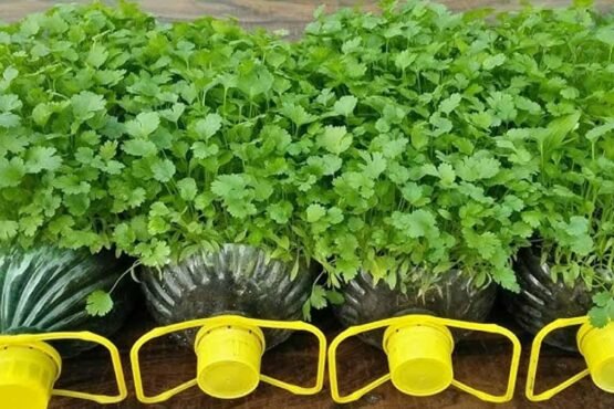 Hare Dhaniye Ki Sabse Best Verayti Konsi Hai