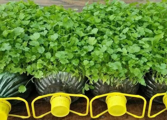 Hare Dhaniye Ki Sabse Best Verayti Konsi Hai