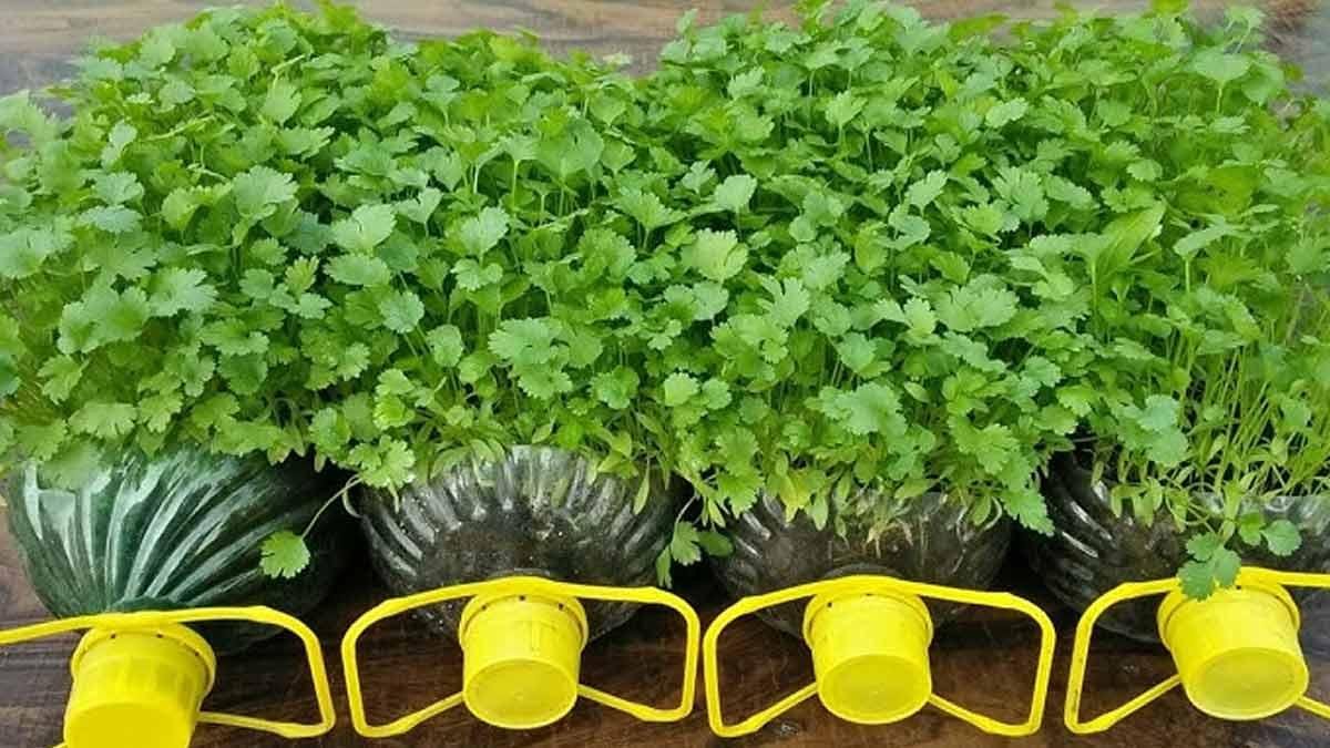 हरे धनिये की सबसे अच्छी किस्में , अधिक उत्पादन के लिए बेस्ट वैरायटी, Hare Dhaniye Ki Sabse Best Verayti Konsi Hai