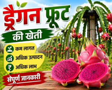 Dragon Fruit Ki Kheti Kaise Kare