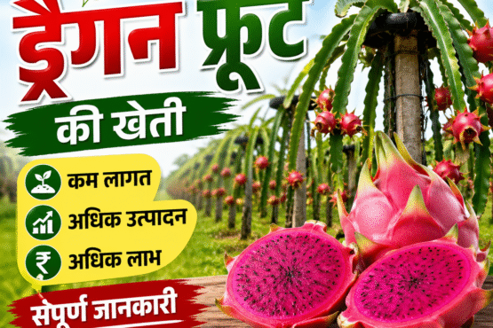 Dragon Fruit Ki Kheti Kaise Kare