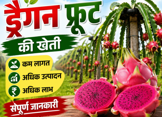 Dragon Fruit Ki Kheti Kaise Kare
