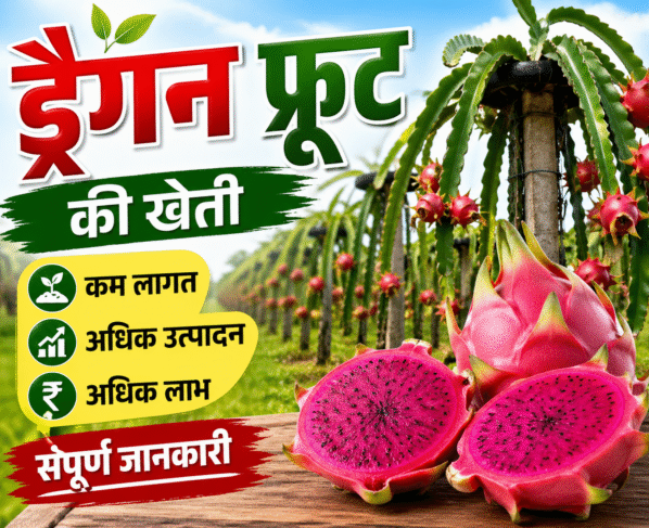 Dragon Fruit Ki Kheti Kaise Kare