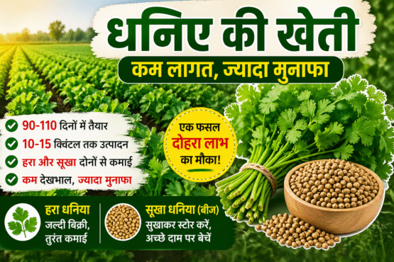 Ek Fasal Se Double Fayda