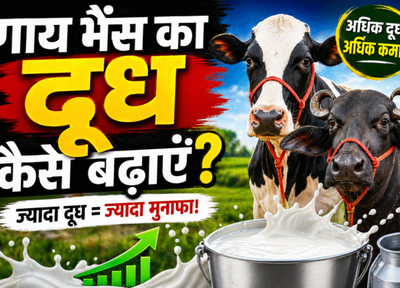 Gaay bhens ka doodh kese badhaye