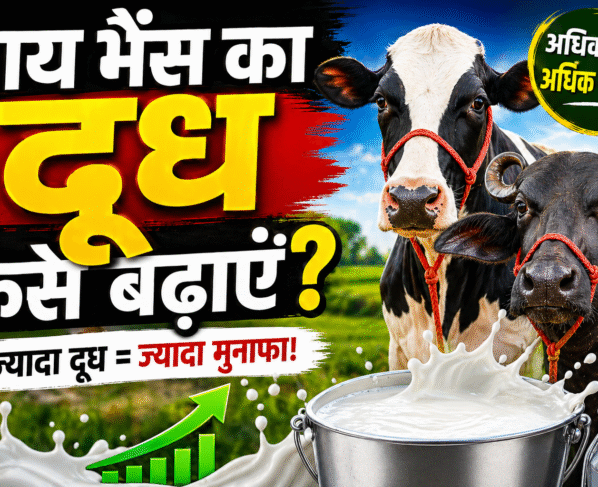 Gaay bhens ka doodh kese badhaye