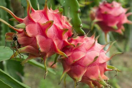 Dragon Fruit Ki Kheti Me Double Fayda Kese Kre