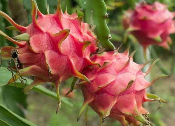 Dragon Fruit Ki Kheti Me Double Fayda Kese Kre