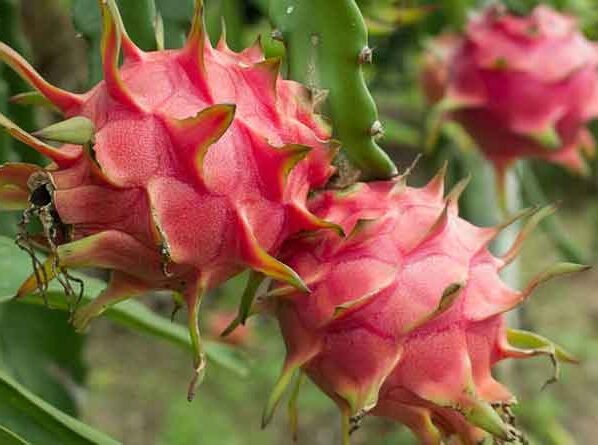 Dragon Fruit Ki Kheti Me Double Fayda Kese Kre