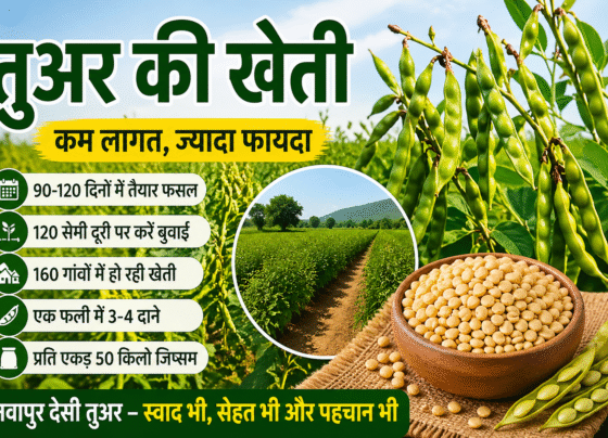 Tuar Ki Kheti Se Jyada Munafa