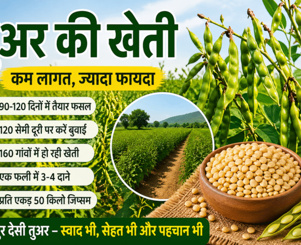 Tuar Ki Kheti Se Jyada Munafa