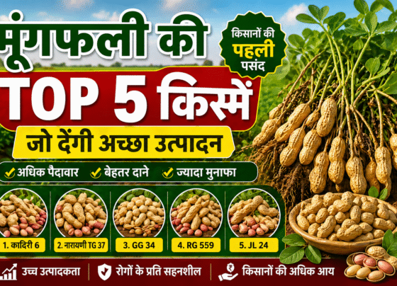Mungfali Ki Top 5 variety