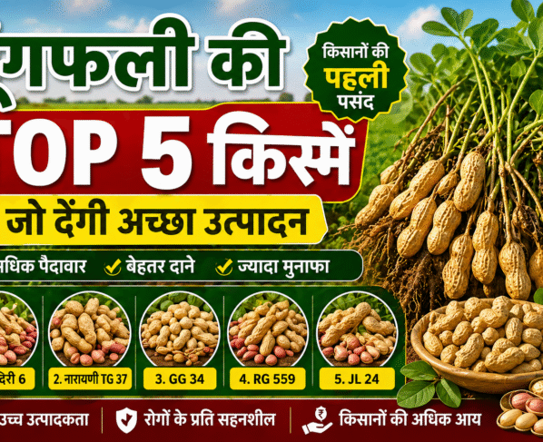 Mungfali Ki Top 5 variety