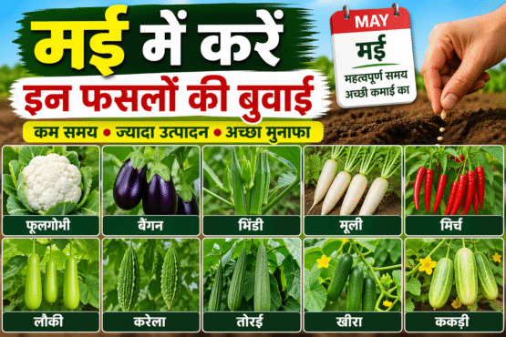 May Me Konsi Fasal Ki Kheti Kare