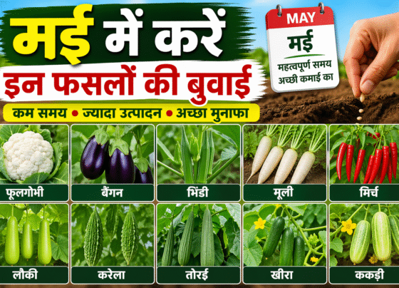 May Me Konsi Fasal Ki Kheti Kare