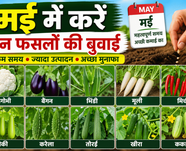 May Me Konsi Fasal Ki Kheti Kare