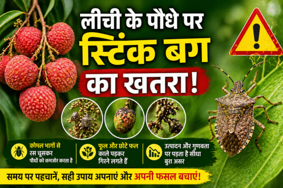 Litchi Ke Podhe Ko Kito Se Khatra