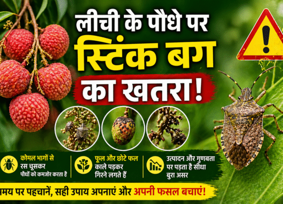 Litchi Ke Podhe Ko Kito Se Khatra