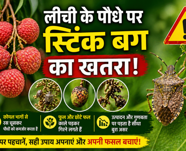 Litchi Ke Podhe Ko Kito Se Khatra