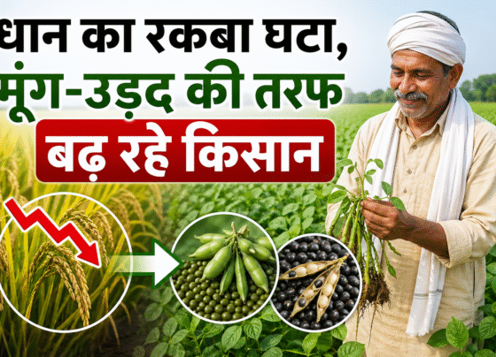 Mung Or Udad Ki Kheti Se Mil Rha Jyada Munafa