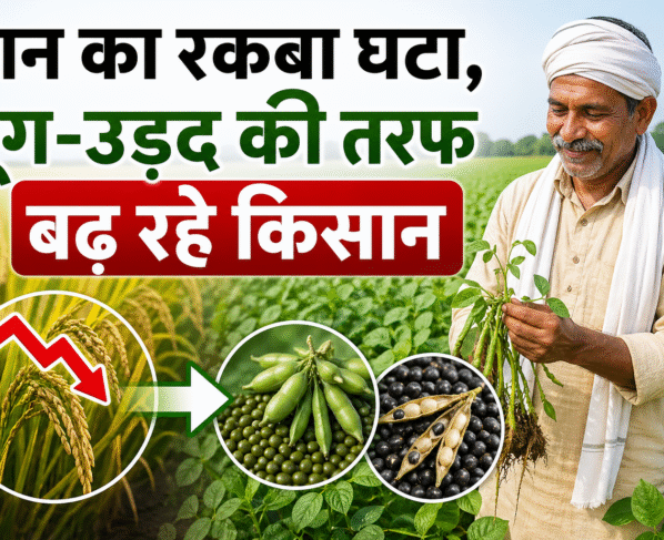Mung Or Udad Ki Kheti Se Mil Rha Jyada Munafa