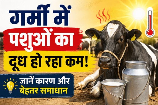 Gaay Bhains Ka Dudh Ho Rha Kam
