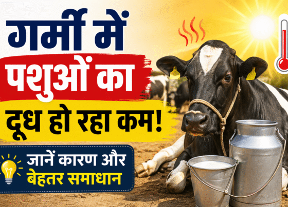 Gaay Bhains Ka Dudh Ho Rha Kam