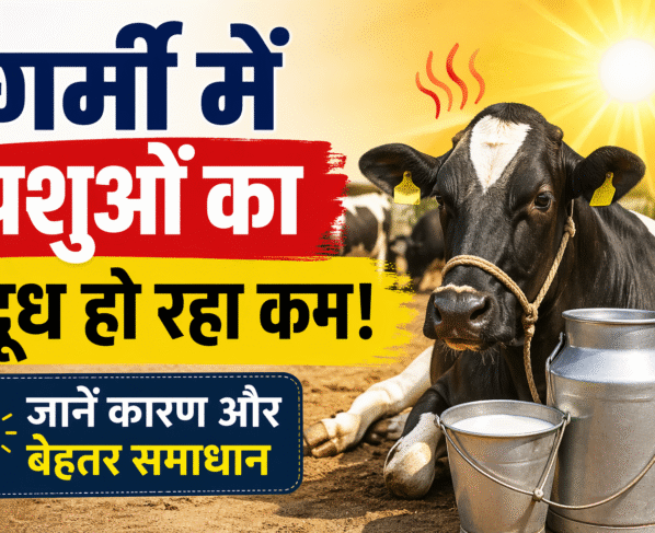 Gaay Bhains Ka Dudh Ho Rha Kam