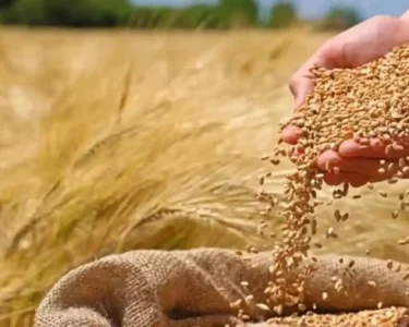 Rajasthan Me MSP Se Km Gehu Ka Rate