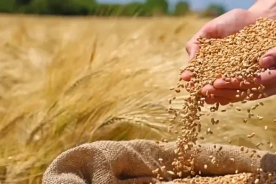 Rajasthan Me MSP Se Km Gehu Ka Rate