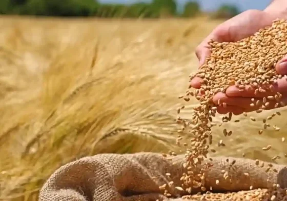 Rajasthan Me MSP Se Km Gehu Ka Rate