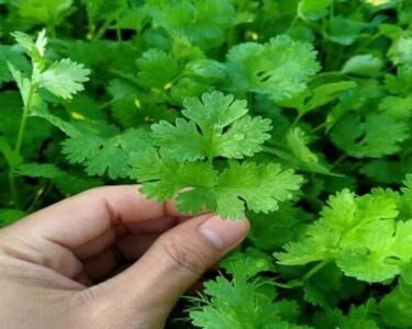 Garmi Me Hare Dhaniye Ki Kheti Kese Kare