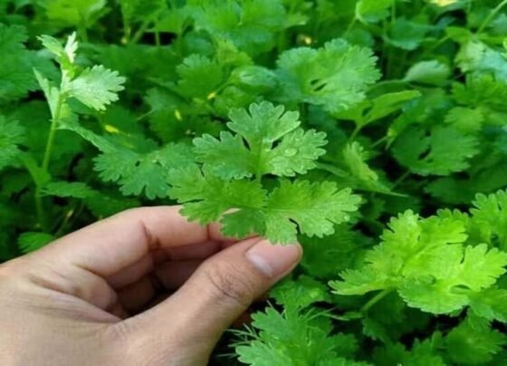 Garmi Me Hare Dhaniye Ki Kheti Kese Kare