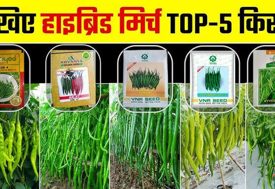 Hari Mirch Ki Kheti ,Jane In Kismo Ki Vishestay