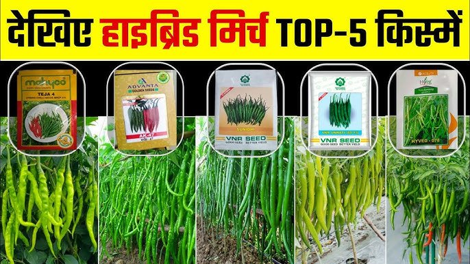 मिर्च की खेती : जानें, मिर्च की इन किस्मों की विशेषताएं और लाभ Hari Mirch Ki Kheti ,Jane In Kismo Ki Vishestay