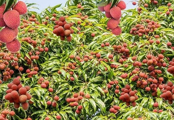 Aam-Lichi K Fal Baar Baar Q Fat Rahe Hain