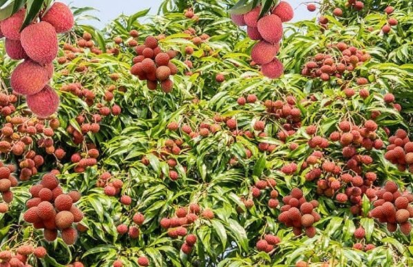 Aam-Lichi K Fal Baar Baar Q Fat Rahe Hain