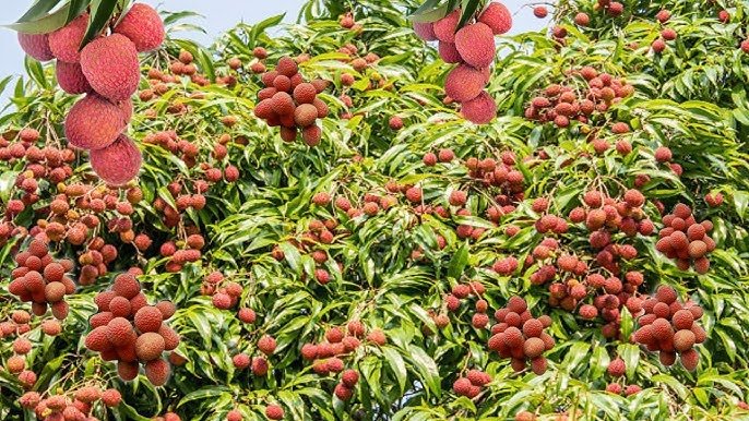 Aam-Lichi K Fal Baar Baar Q Fat Rahe Hain,आम-लीची के फल बार-बार फट रहे हैं? ये 5 बड़ी गलतियां कर रहीं आपकी पूरी फसल बर्बाद! एक्सपर्ट से जानें उपाय