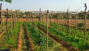  Multi Layer Farming Kese Kare